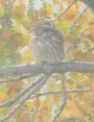 Little Owl - ML28939251