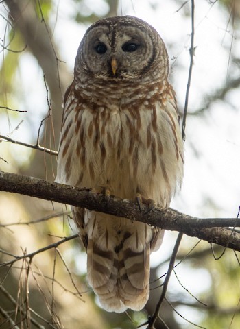 Barred Owl - ML289393391