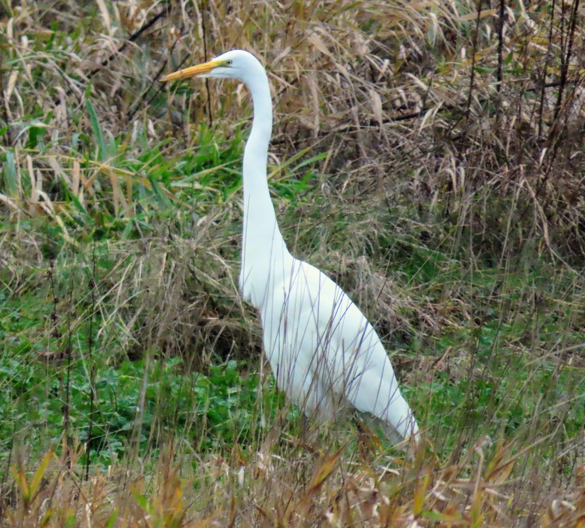 Great Egret - ML289394211