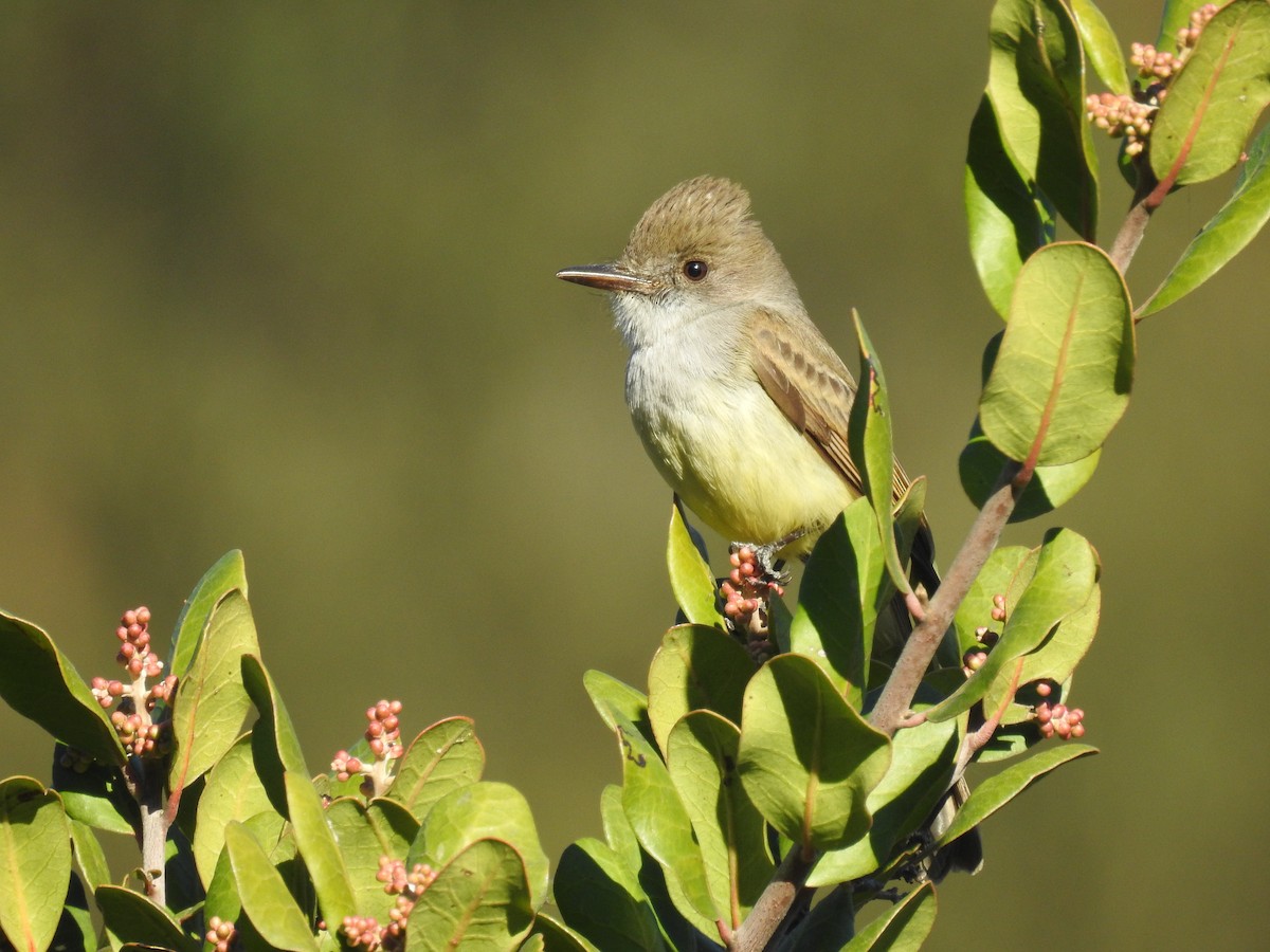 Dusky-capped Flycatcher - Aedyn Loefke