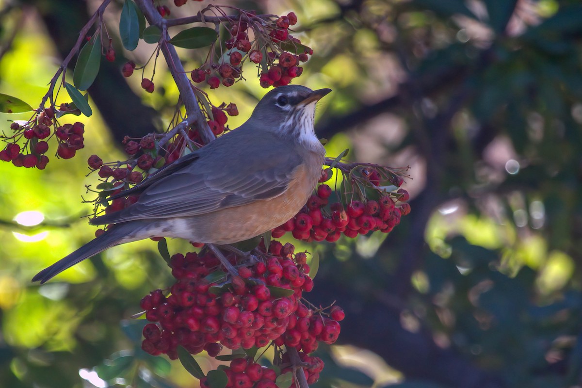 American Robin - ML289395971