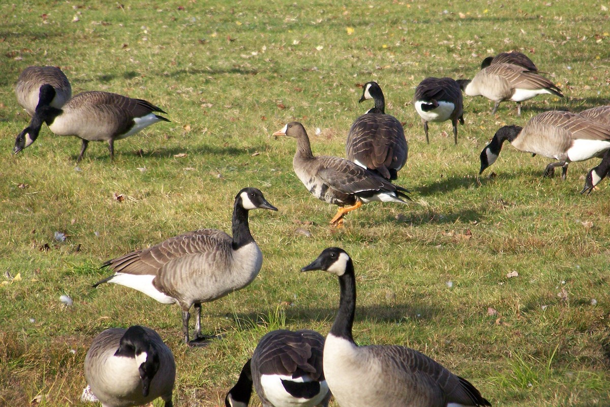 Greater White-fronted Goose - ML289399521