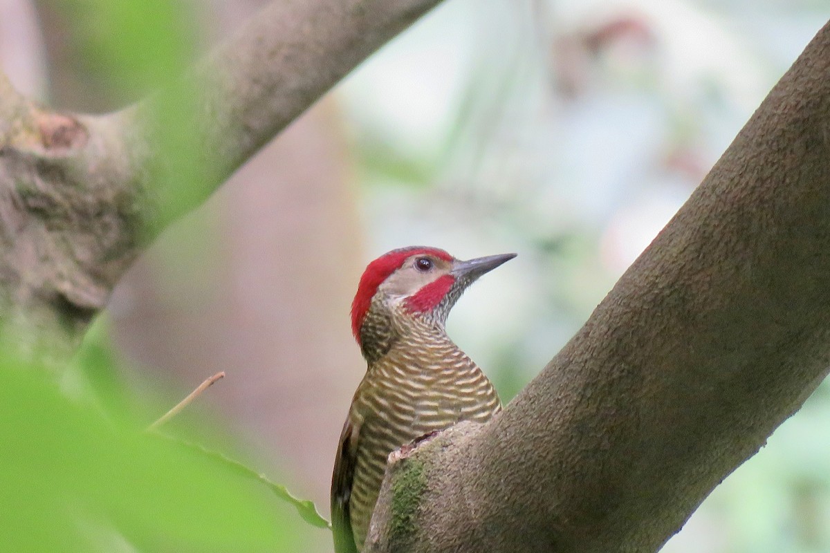Golden-olive Woodpecker - ML289399951