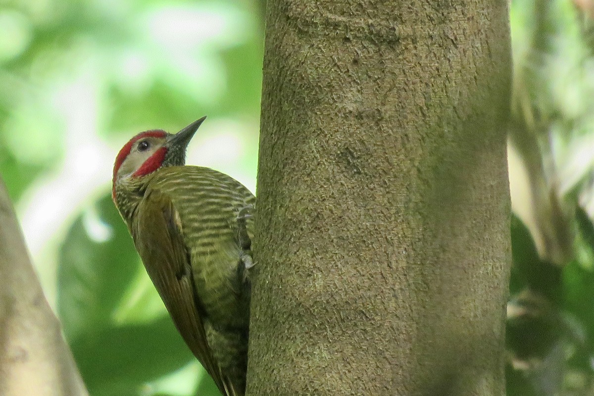 Golden-olive Woodpecker - ML289399971