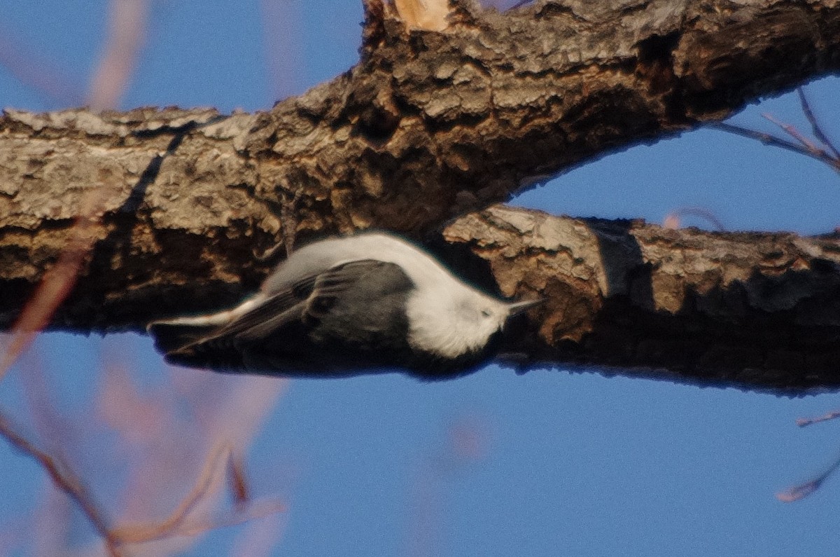 White-breasted Nuthatch - ML289400951