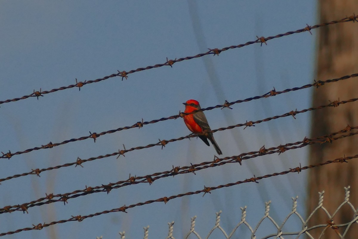 Vermilion Flycatcher - Matthew Colbert