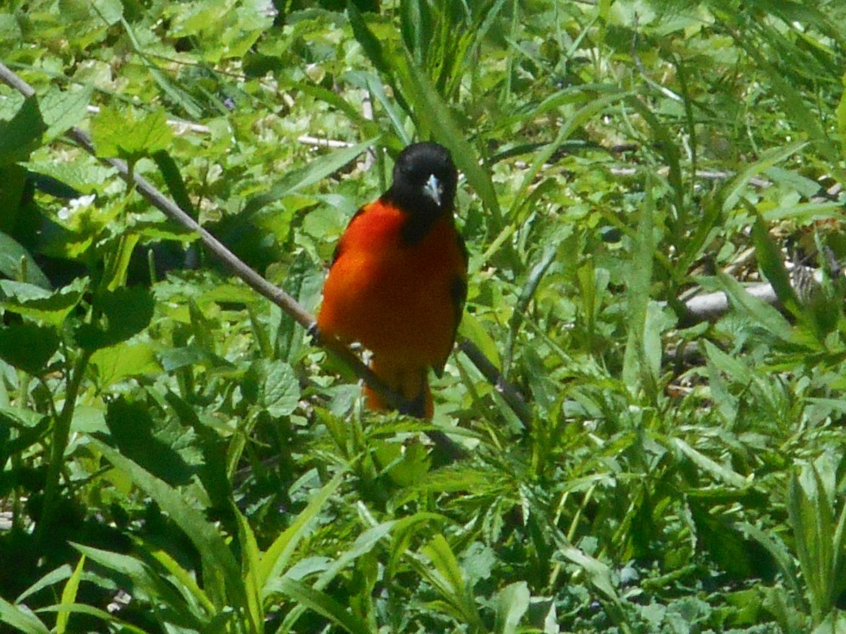 Baltimore Oriole - ML28940531