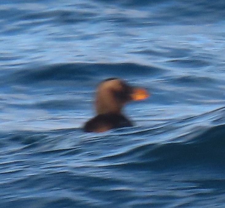 Tufted Puffin - ML289405861