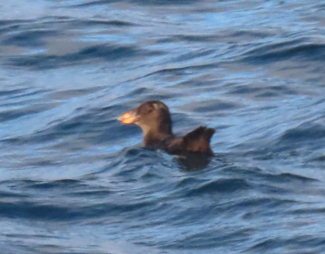 Tufted Puffin - ML289405871