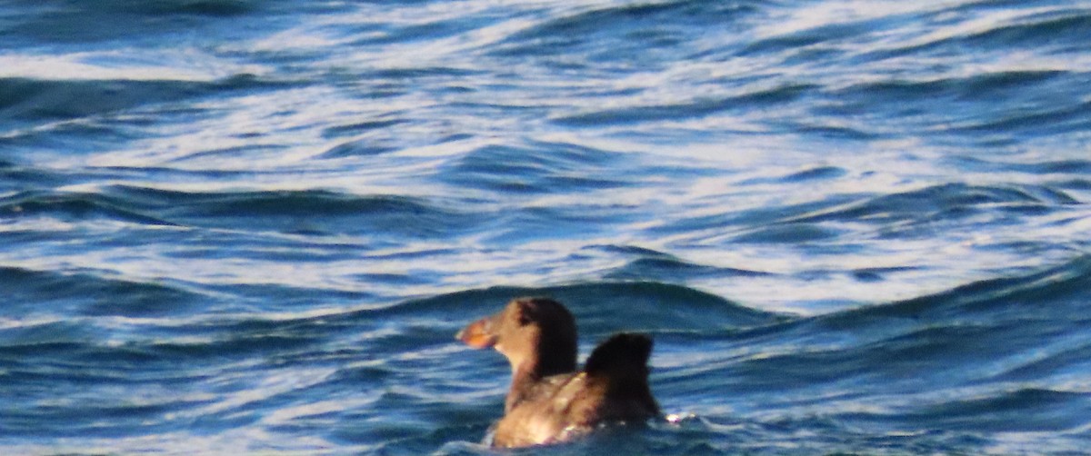 Tufted Puffin - ML289405881