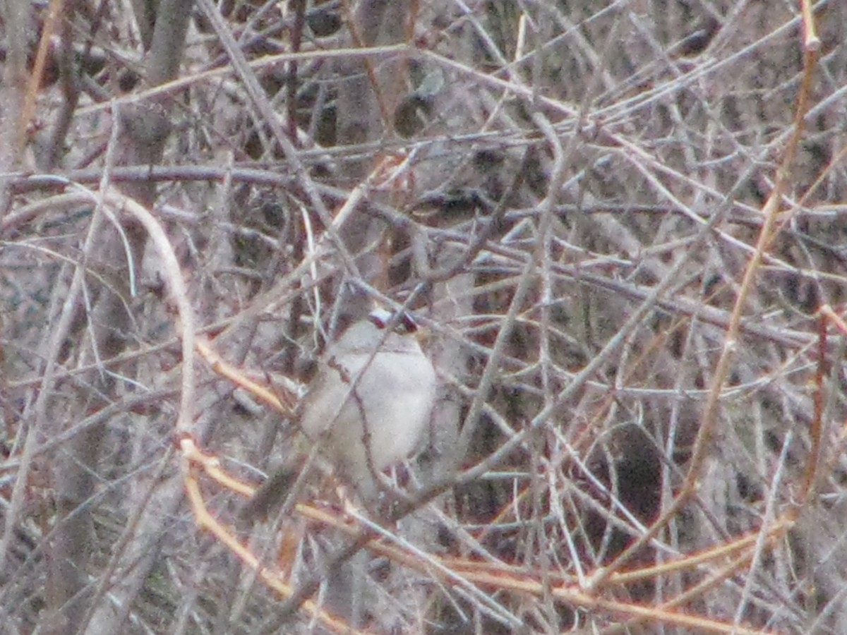 White-crowned Sparrow - ML289406021