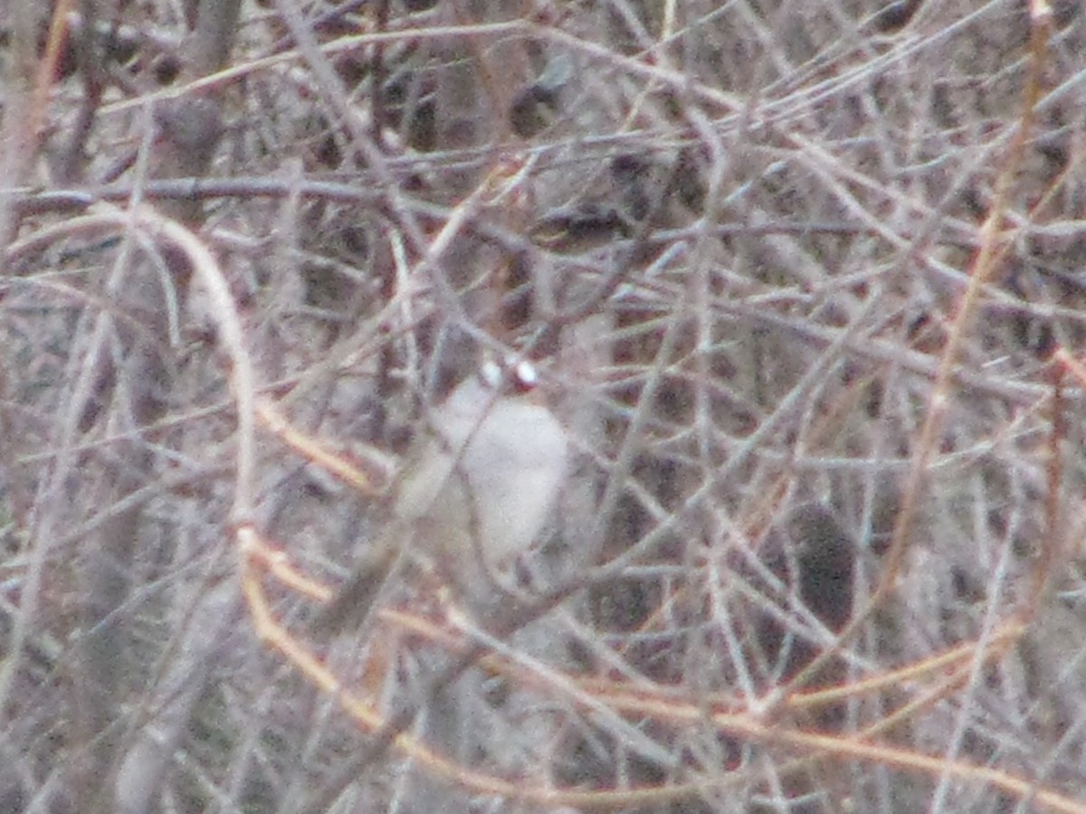White-crowned Sparrow - ML289406031