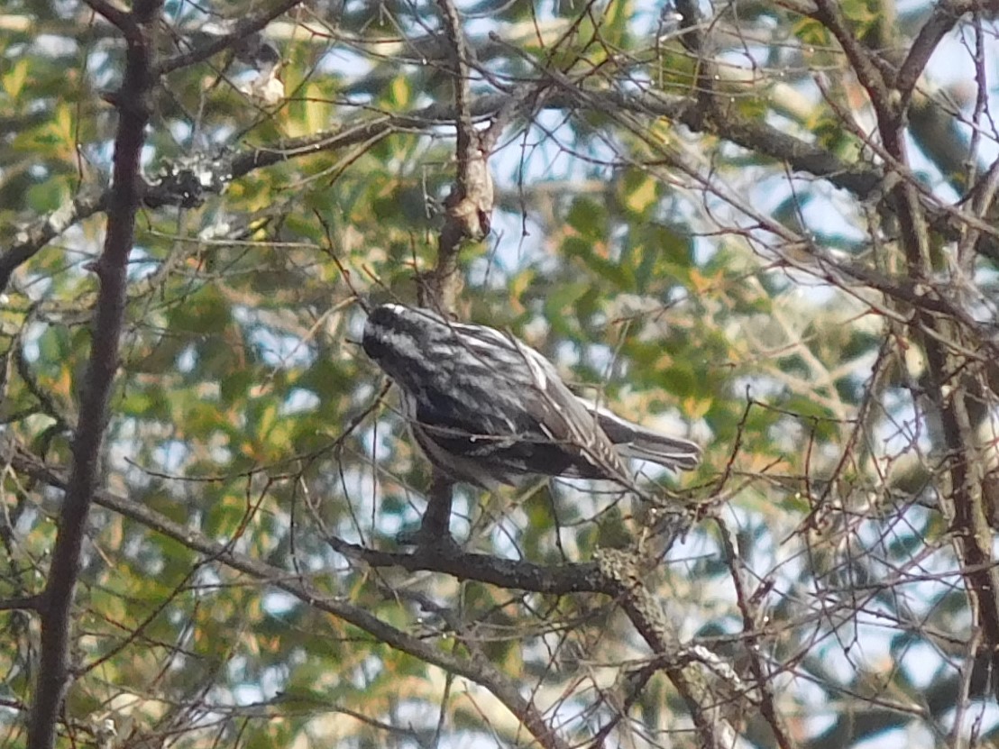 Black-and-white Warbler - ML289407521