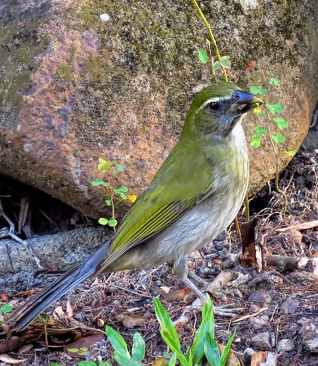 Lesser Antillean Saltator - Joelle Buffa Clyde Morris