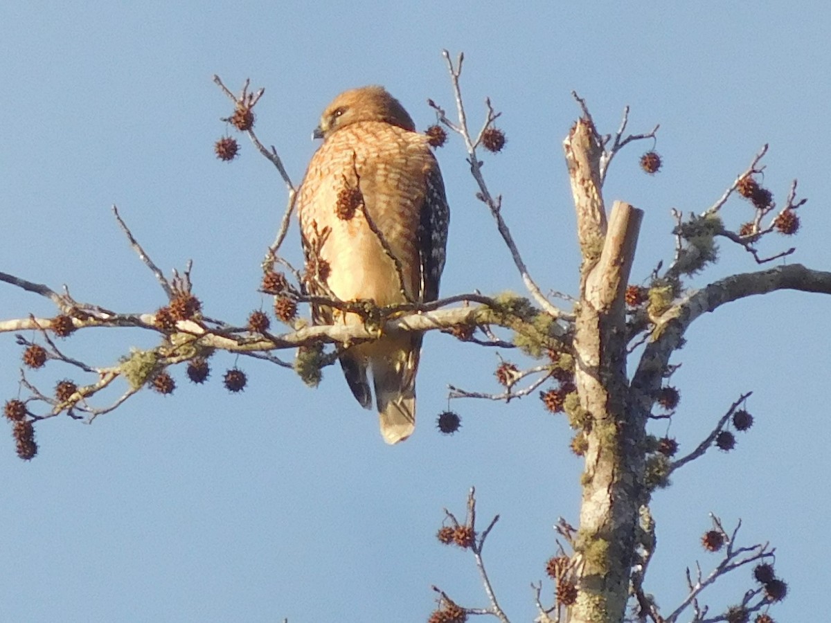 Red-shouldered Hawk - ML289408841