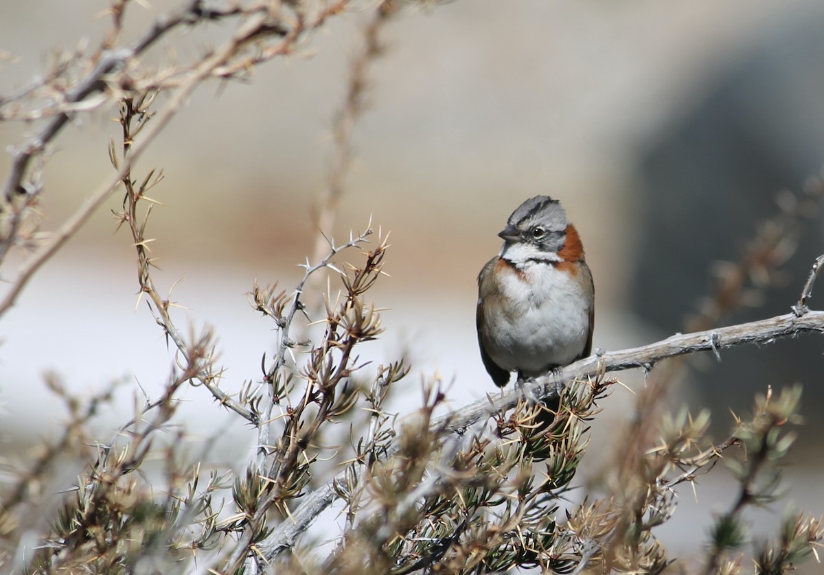 Rufous-collared Sparrow - Paloma Lazo