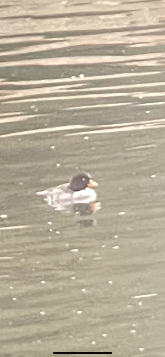 Barrow's Goldeneye - ML289410431