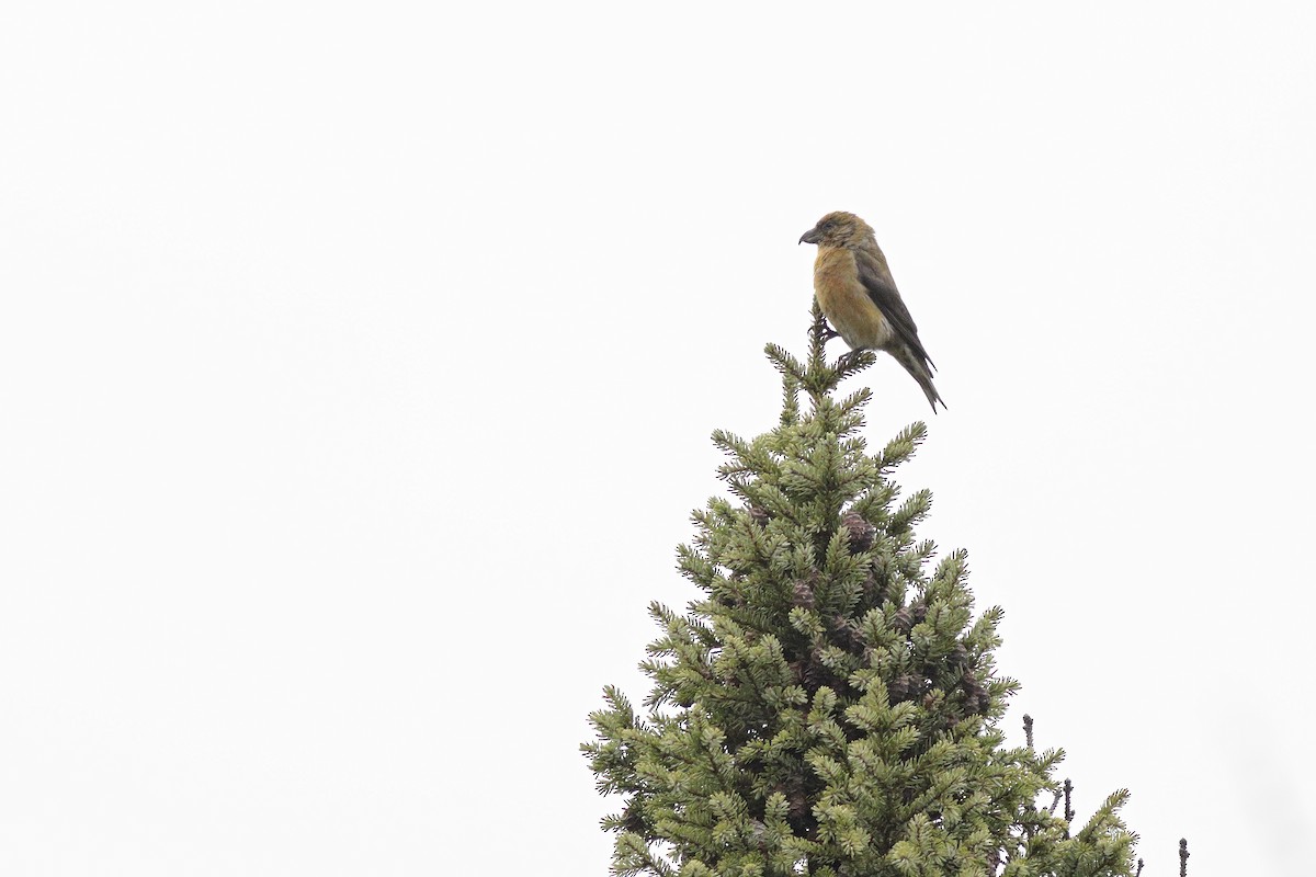 Red Crossbill - ML289411321