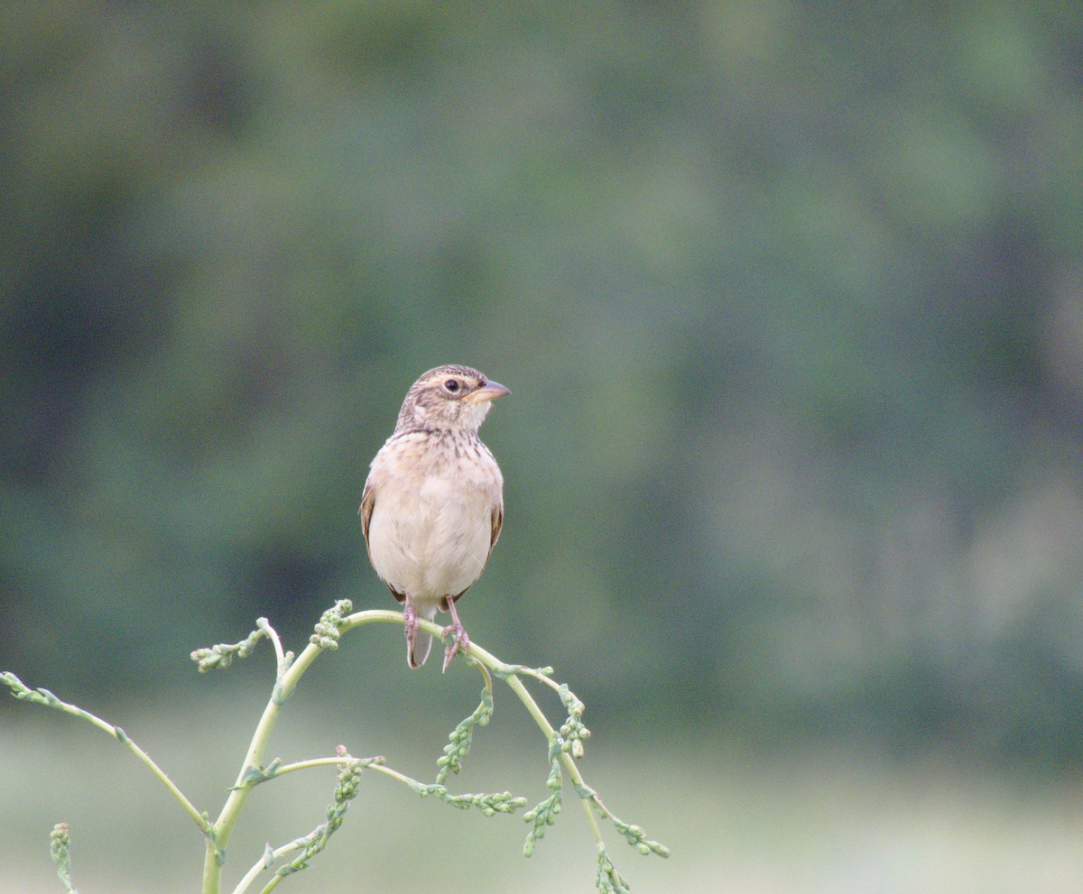 Singing Bushlark (Australasian) - ML289411371