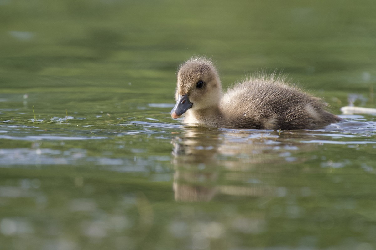 American Wigeon - Josiah Verbrugge