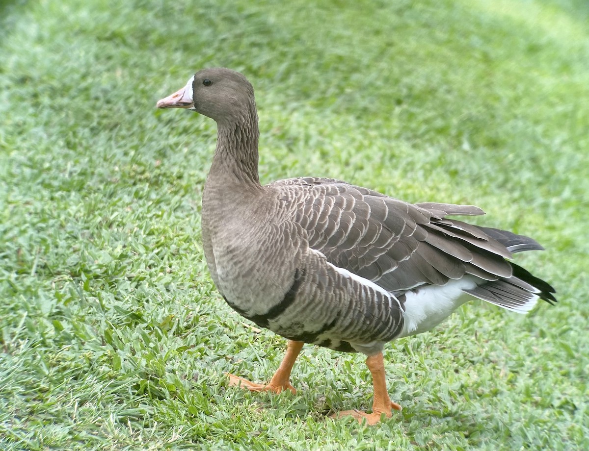 Greater White-fronted Goose - ML289412441