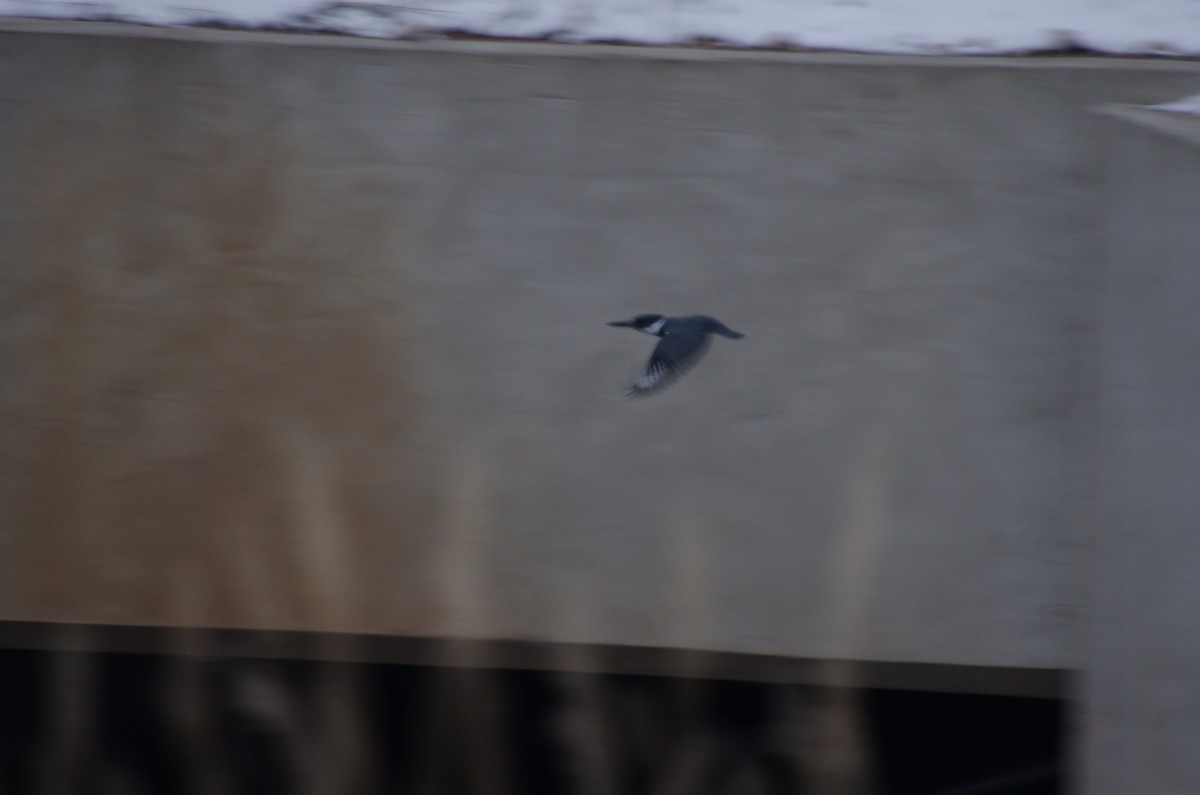 Belted Kingfisher - ML289413951