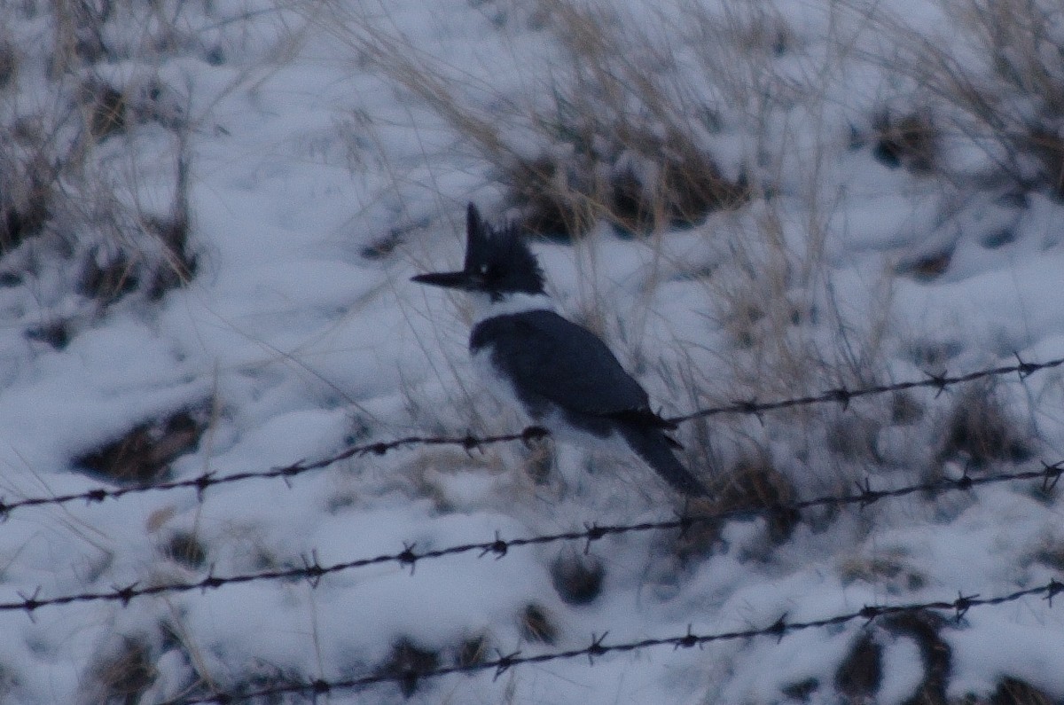 Belted Kingfisher - ML289414041