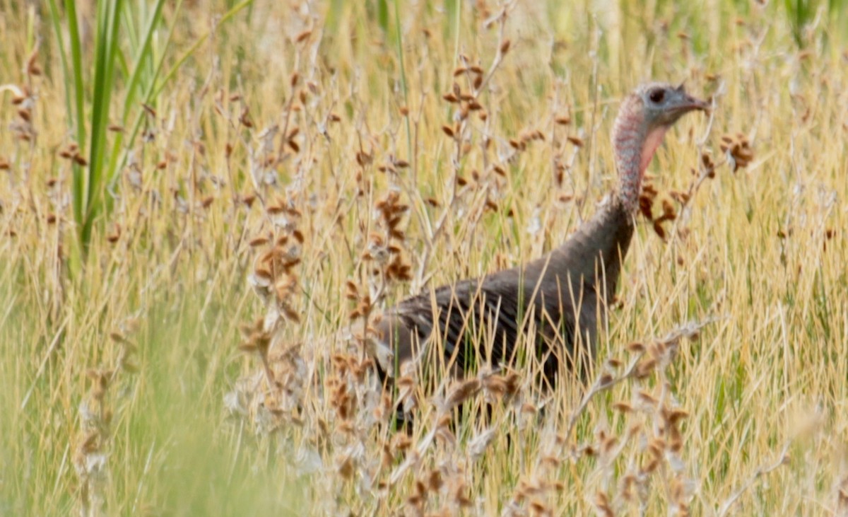 Wild Turkey - Mitchell Colgan