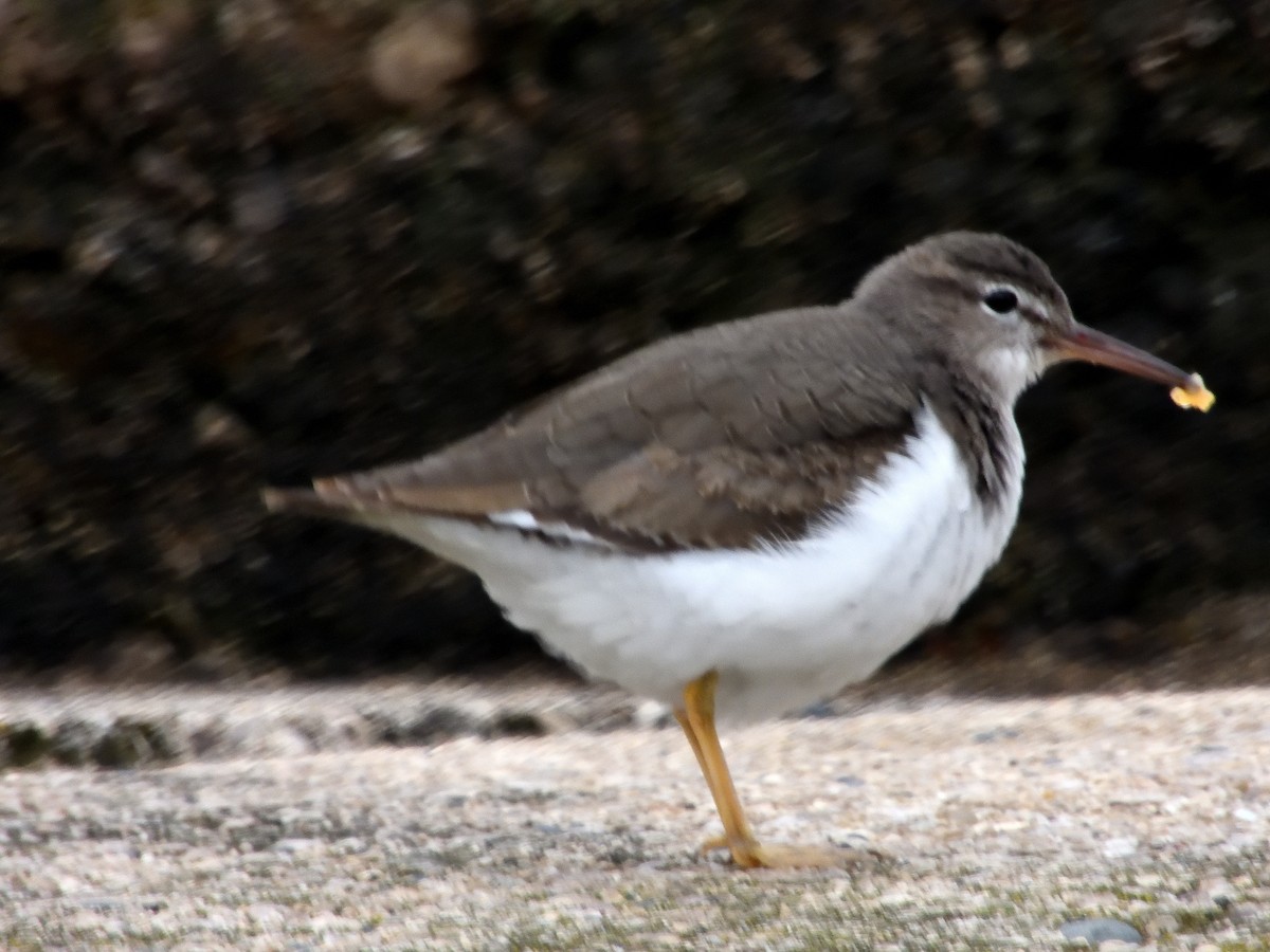 Spotted Sandpiper - ML289414281