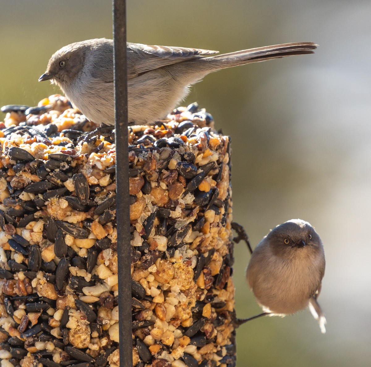 Bushtit - ML289416571