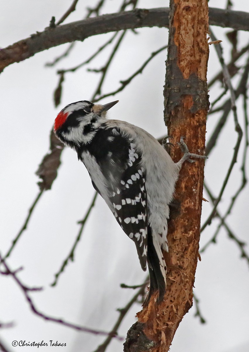 Downy Woodpecker (Eastern) - ML289418961