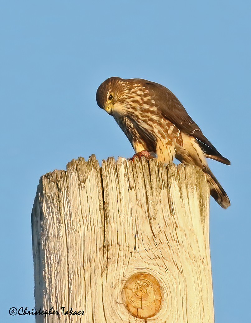 Merlin - ML289419631