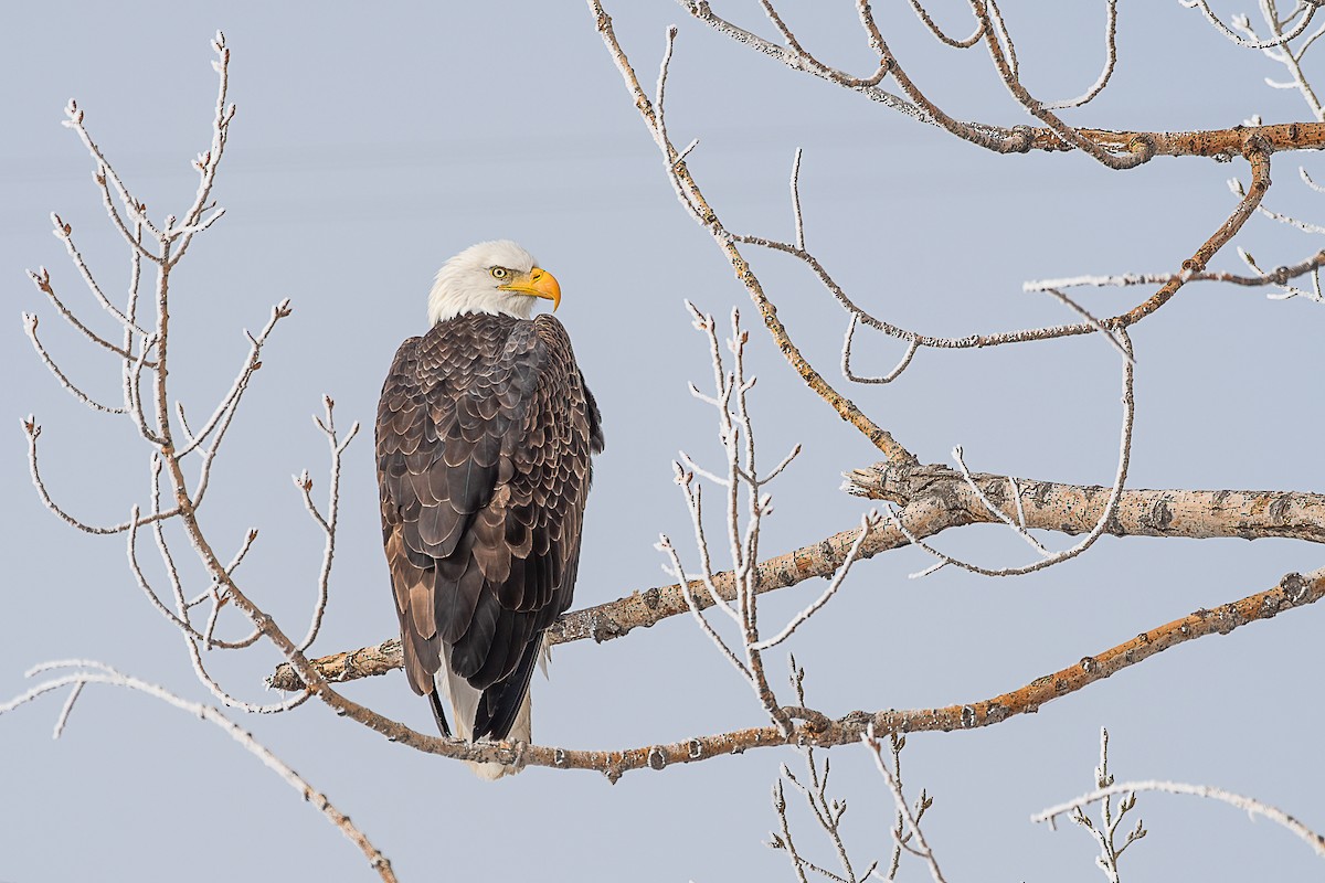 Bald Eagle - ML289419961