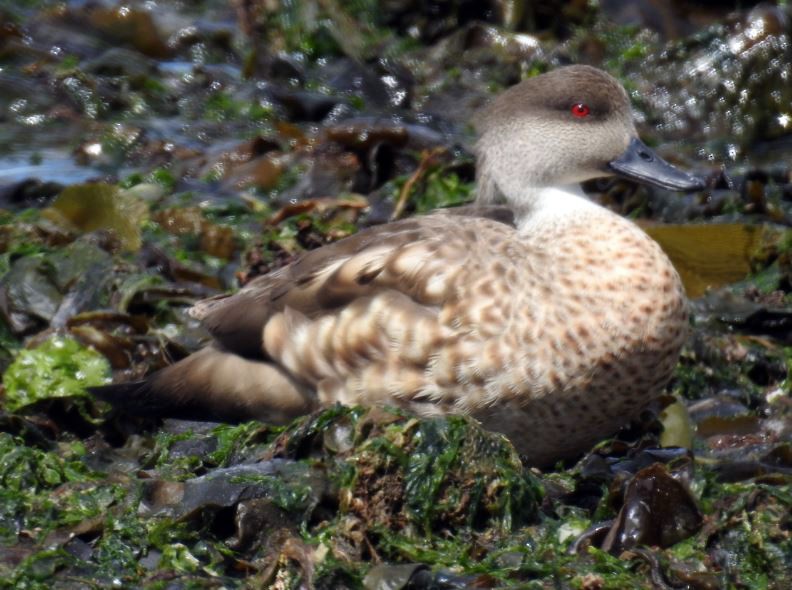 Crested Duck - ML289421031