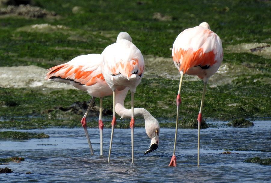 Chilean Flamingo - Marcio Kerbage