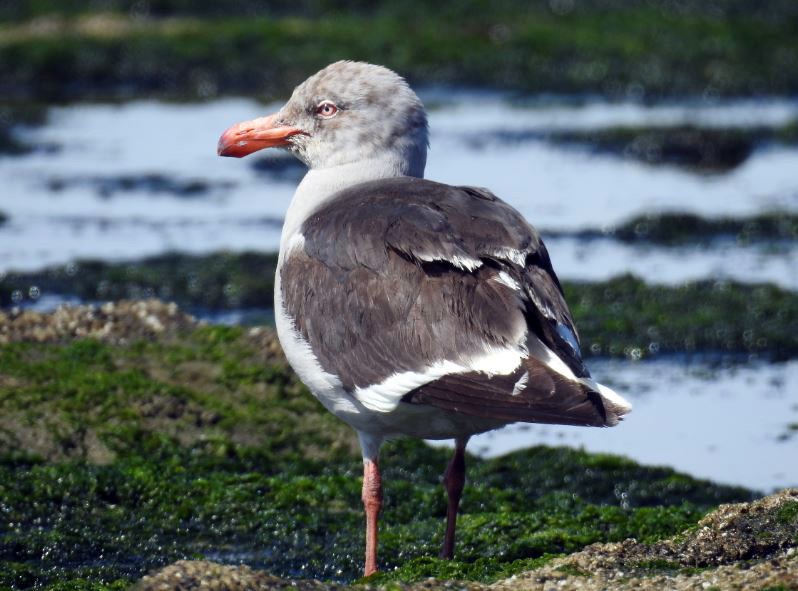 Dolphin Gull - ML289421571