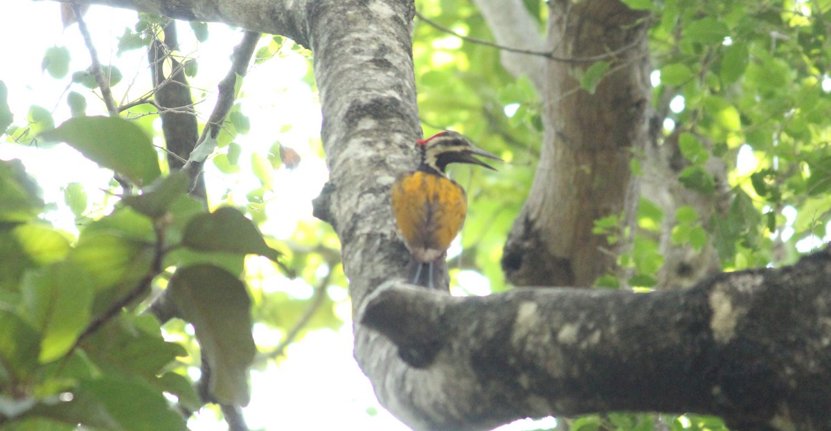 Black-rumped Flameback - Shanmugam Kalidass