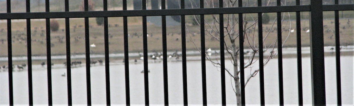 Snow Goose - ML289422231