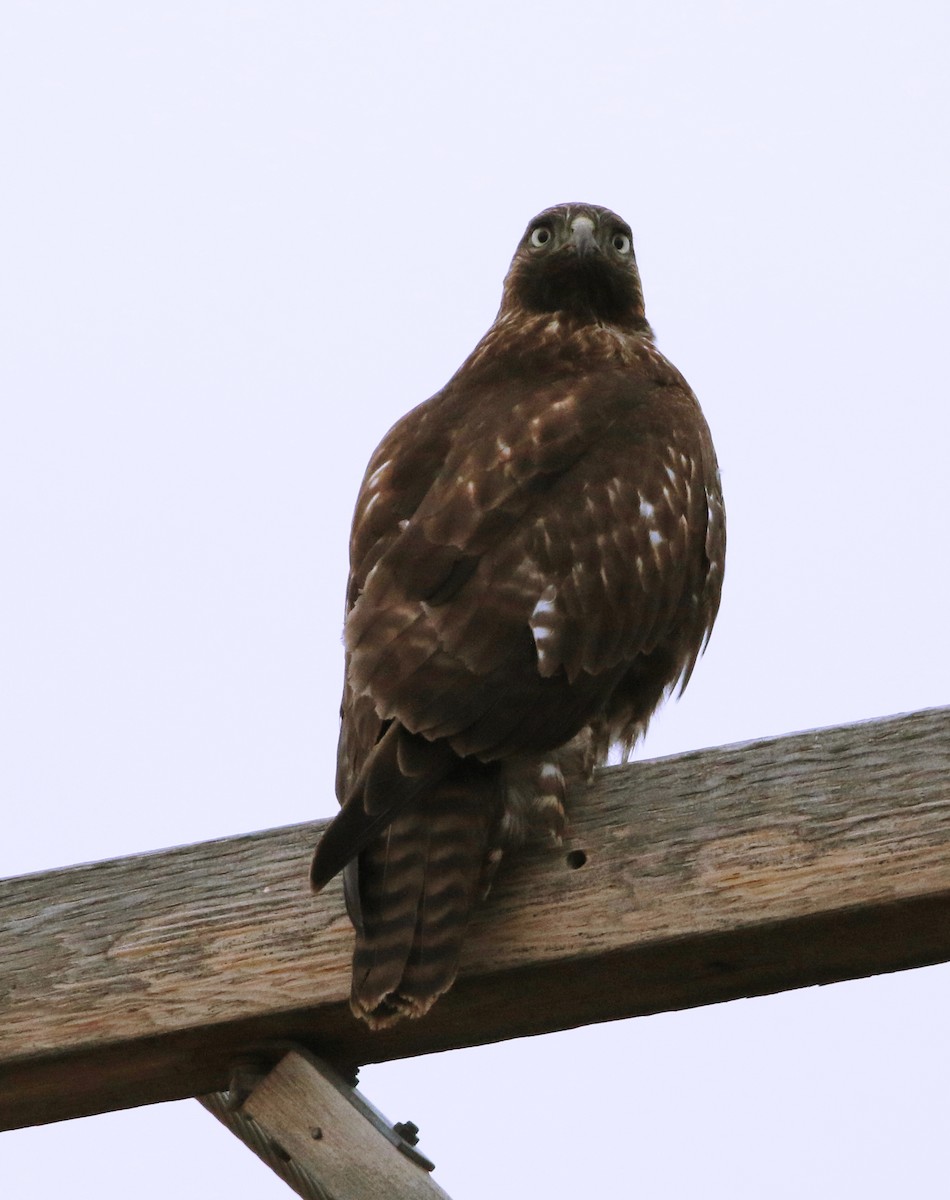 Red-tailed Hawk - ML289424191