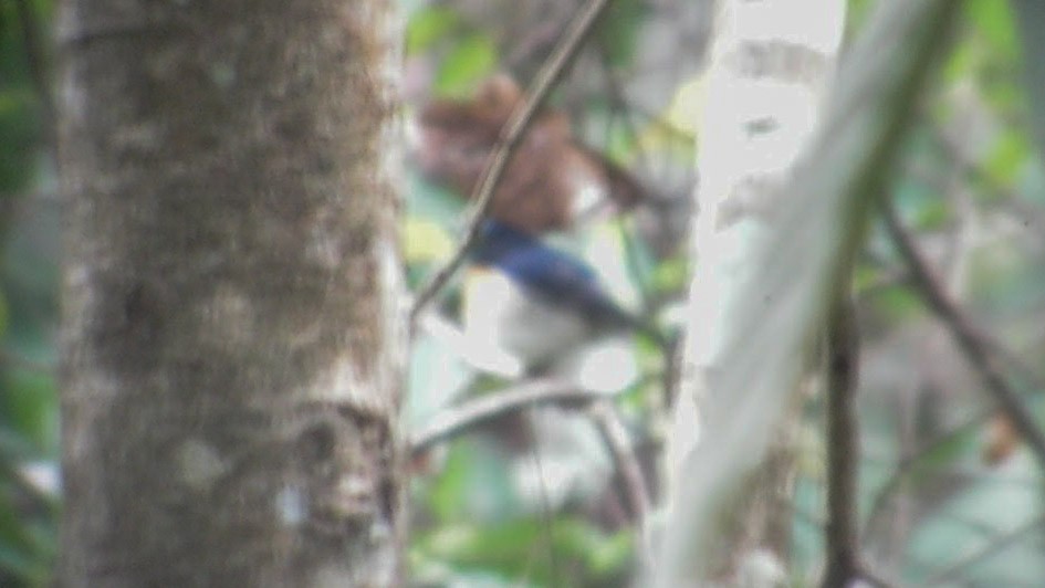 Blue-throated/Chinese Blue Flycatcher - ML289424461