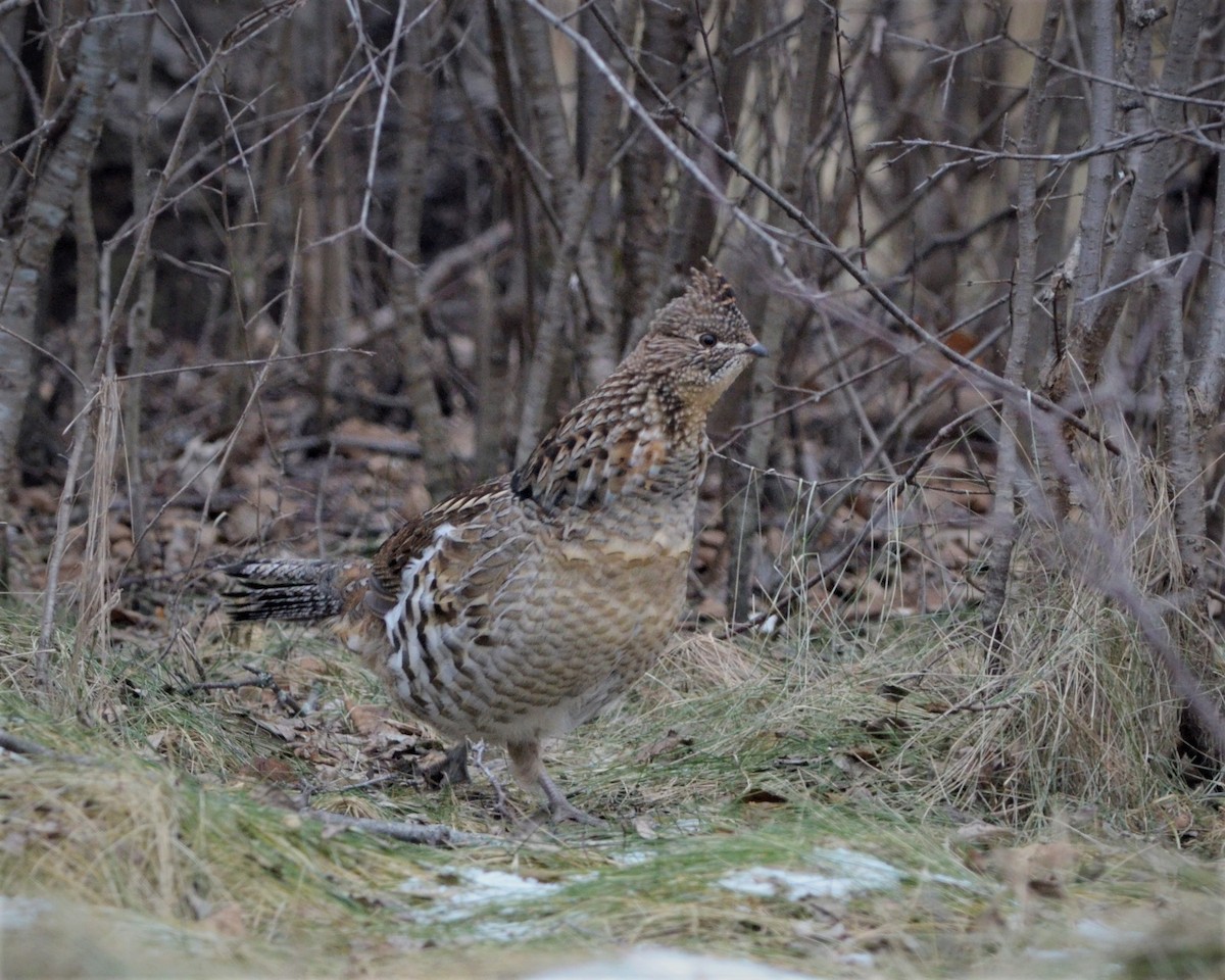 Ruffed Grouse - Heather Pickard