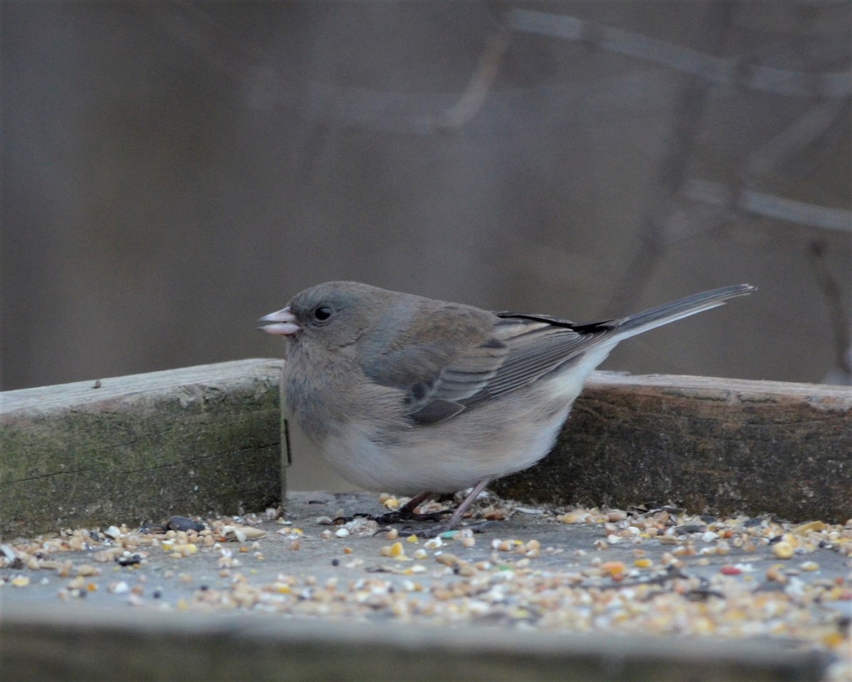 Junco ardoisé (hyemalis/carolinensis) - ML289428211