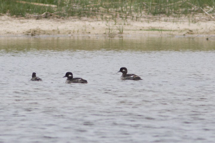 Bufflehead - ML28942841