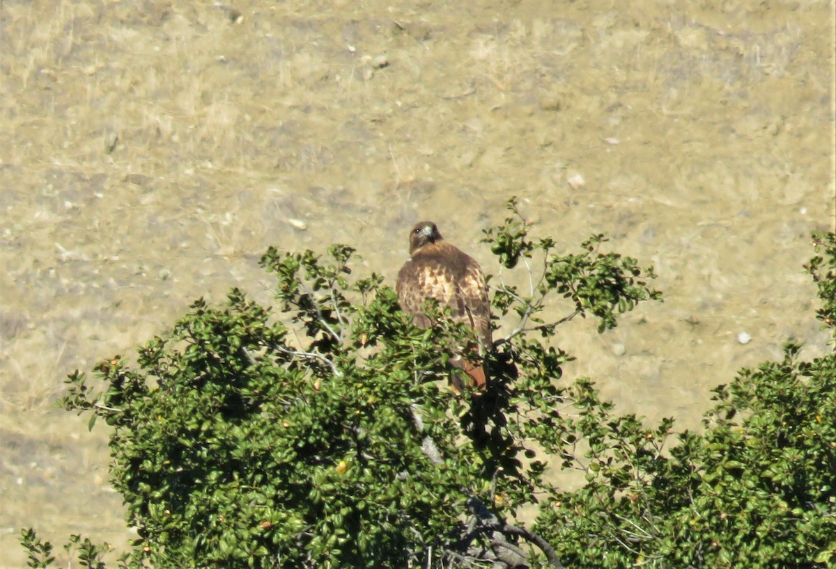 Red-tailed Hawk - ML289429001