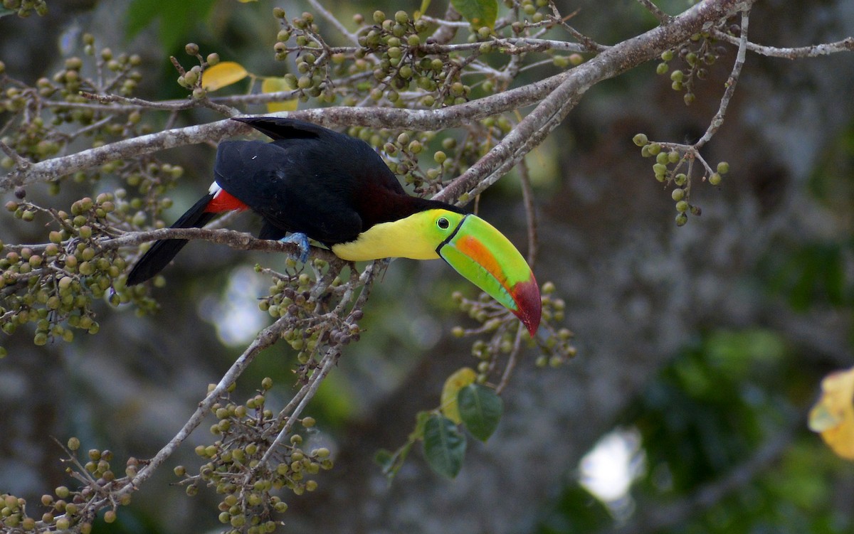 Keel-billed Toucan - Jorge Dangel