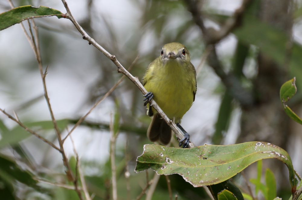 Fairy Gerygone - Tom Tarrant