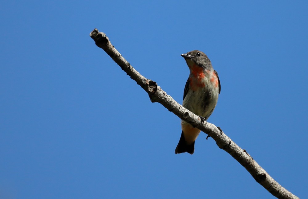 Picaflores Golondrina - ML289430901