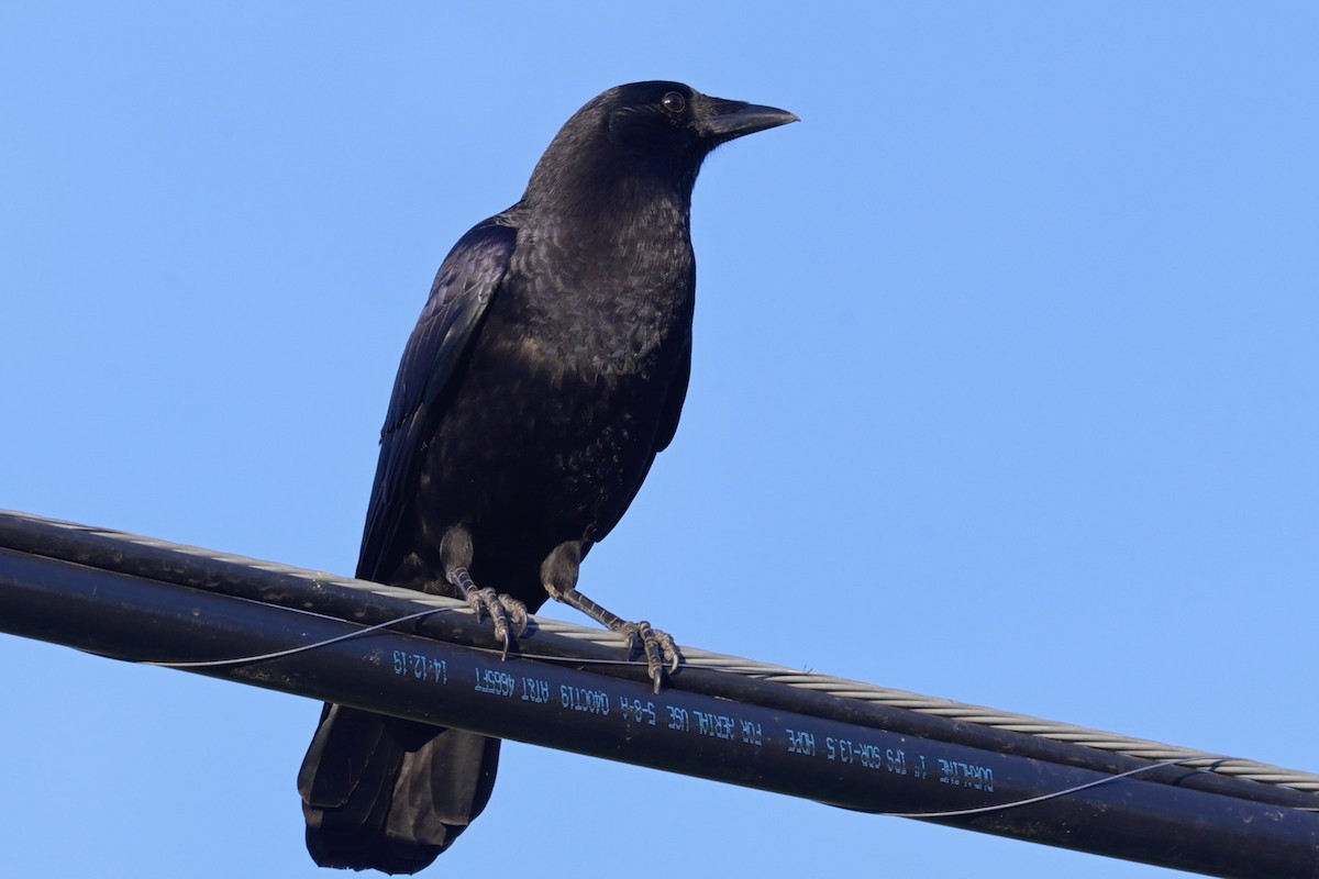 American Crow - ML289431991