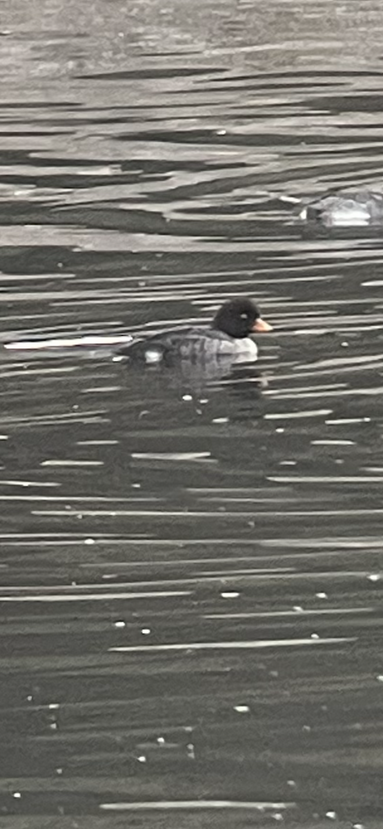 Barrow's Goldeneye - ML289433621