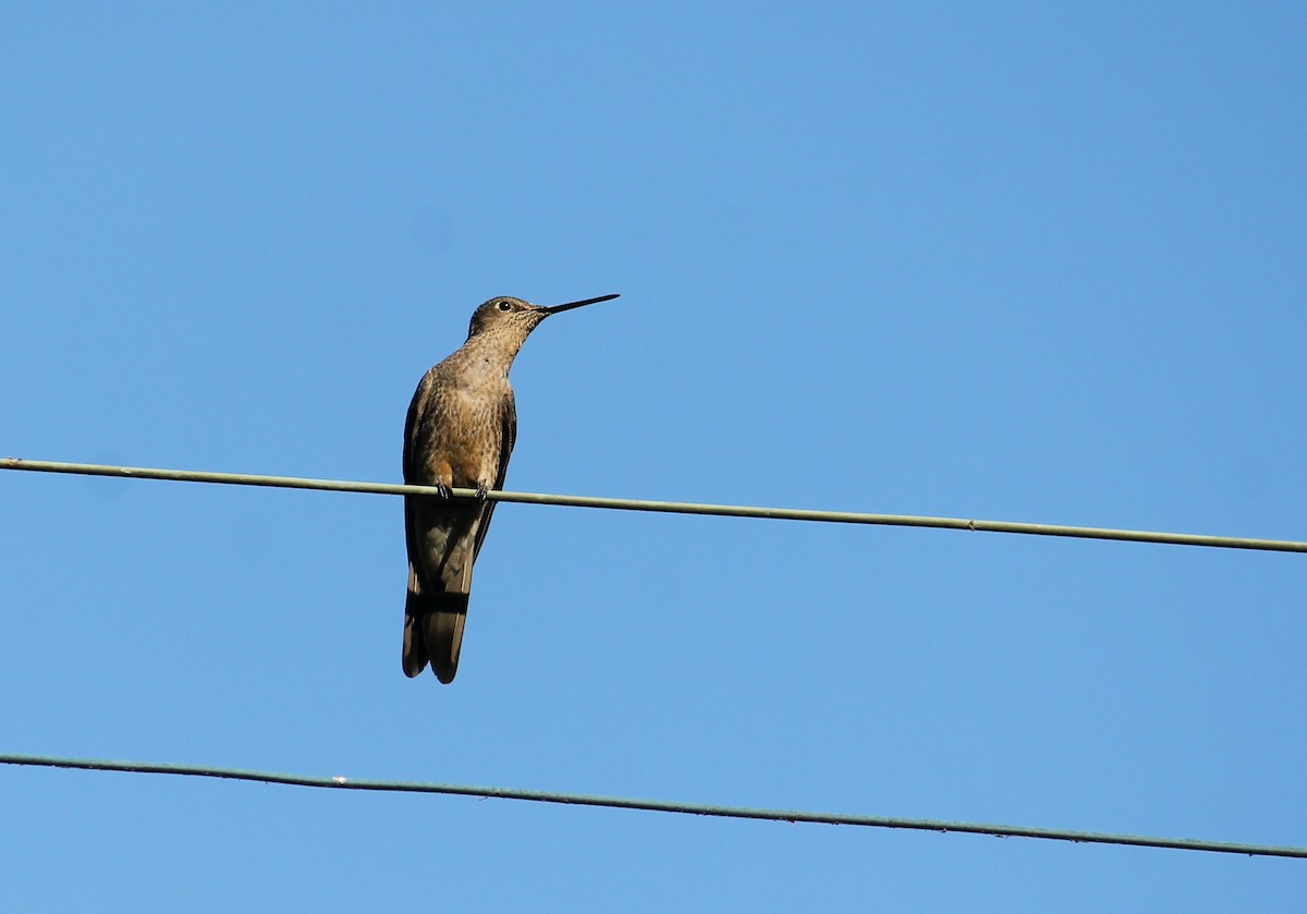 Giant Hummingbird - Paloma Lazo